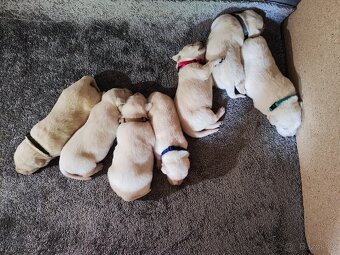 Štěňata labradora - 5