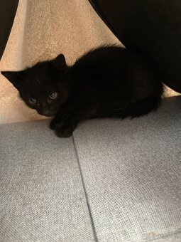 🐾 Daruji tři krásná koťátka do dobrých rukou 🐾 - 5