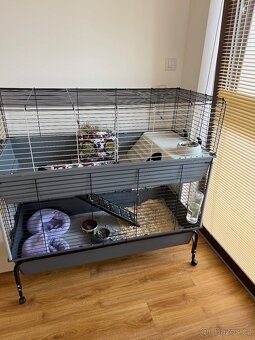 Naše dvě morčátka hledají nový domov 🐹 - 5