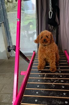 fenka Toy Pudl – čínská linie (Red) - 5