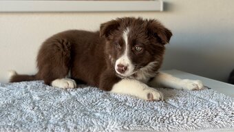 Šteniatko Border Kolie s papiermi - 5