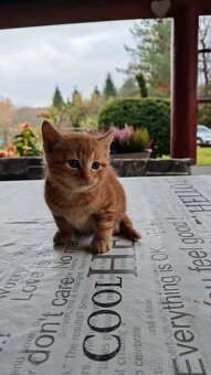 Daruji krásná koťátka - 5