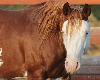 🐴 Na prodej – roční kobylka BR Sisi Pistol Gun 🐴 - 5