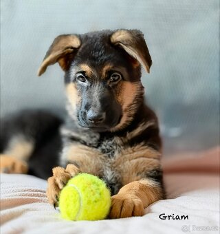 Německý ovčák fenky - 5