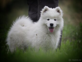 Samojed - štěňátka s PP - 5