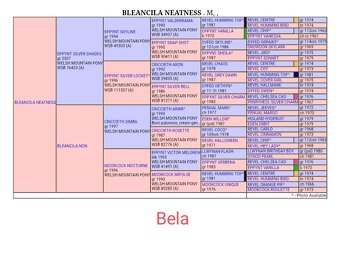 Welsh mountain pony sekce A - klisna - 5