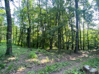 Lesní pozemek Roštění - 5