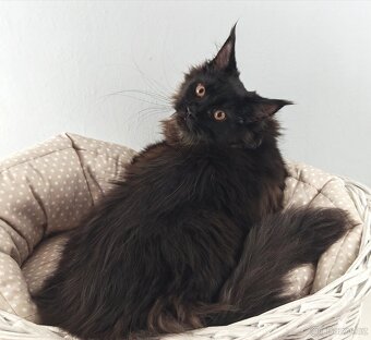 Mainská mývalí kočička s PP - 5