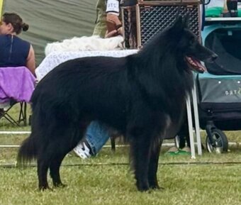 Belgický ovčák groenendael a tervueren s PP - 5