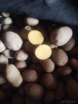 BIO brambory z farmy s certifikátem - 5