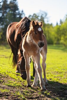 Připouštění Welsh cob D - 5