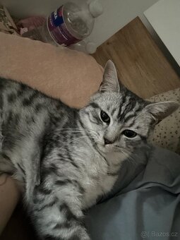 Britská (whiskas) bílé kotě - 5