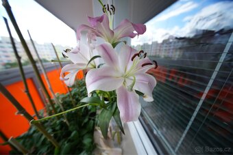 Laowa 10 mm f/2,8 Zero-D Sony FE - 5