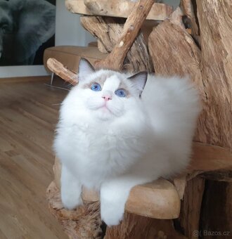 Ragdoll kocourek s PP, adopce. - 5