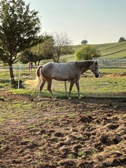 QH - 5