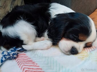 kavalír king charles španěl - 5