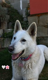 Švýcarský bílý ovčák - 5