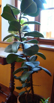 Velké pokojové rostliny FIKUS - 5