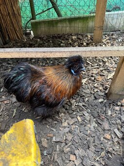 Kohout hedvábnička - 5