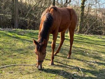 Quarter horse klisnička - 5