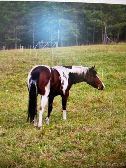 paint horse - 5
