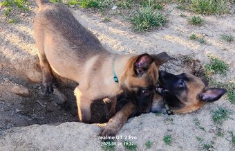 Belgický ovčák malinois bez PP - 5