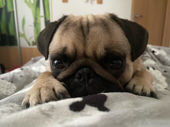Nabízí se psí gentleman ke krytí – MOPS Teodor hledá lásku ( - 5