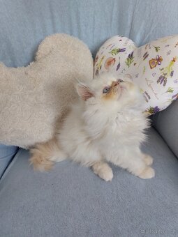 Perský bílo-rezavý kocourek - 5