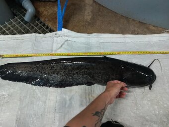 Živé ryby – tržní i okrasné | Volary (okr. Prachatice) - 5