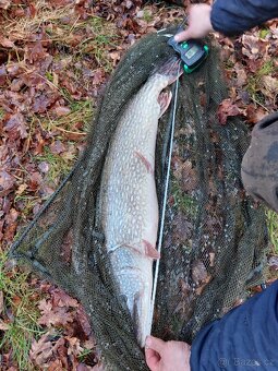 Candat štika okoun - 5