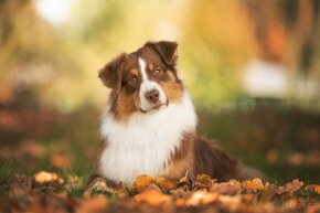 KRYTÍ CHOVNÝM PSEM - AUSTRALSKÝ OVČÁK S PP - 5