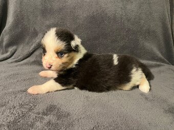 Australský ovčák s PP - štěňata - 5