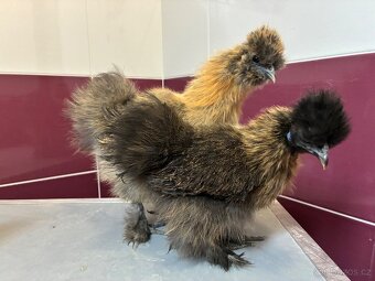 Hedvabnicka velka - 5