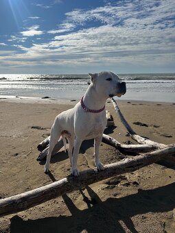 Argentinská doga - krytí - 5