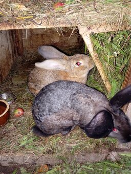 Prodám mladé samice na chov. - 5