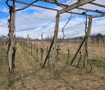Prodej chaty, vinice, lesa 1793 m², Břeclav - Charvátská - 5