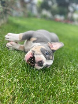 Stěně American Bully - 5