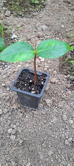 Čierna sapota- Diospyros digyna - 5
