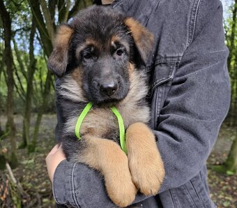 Německý ovčák - štěňata k prodeji s PP - 5