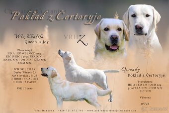 Labradorský retriever s PP- volný pejsek - 5