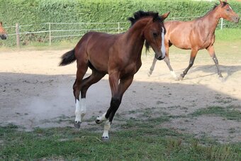 Letošní hřebeček na prodej - 5