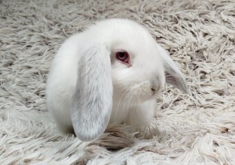 Zakrslý beránek, králíček, králík - MOLLY - 5
