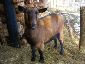 Hnědá krátkosrstá kozička 1,5 roku stará bezrohá - 5