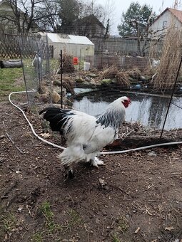 Brahmánka velká - 5