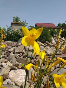 Denivka žlutá - menší květ - 5
