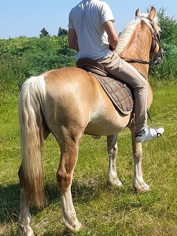 Predam Hafling valach - 5