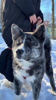 Micutoshi Kuroma ( akita inu s pp) - 5