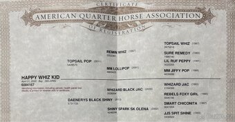 American Quarter horse - Happy Whiz Kid - 5