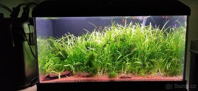 Akvárium, šneci, krevetky neocaridina Bloody mix, Orange - 5