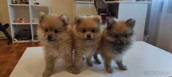 Špic pomeranian s pp štěňata - 5